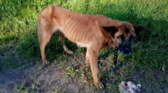 Prečo psi jedia svoje šteniatka