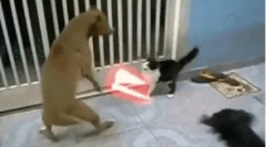 Prečo psi nemajú radi mačky?