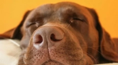 Prečo psi vrčia a kňučajú vo sne?