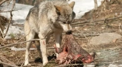 Prečo psi pochovali jedlo