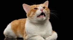 Prečo sterilizovaná mačka?