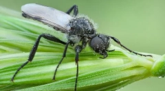Prečo tolstonozhkov sa nazýva martam flys?