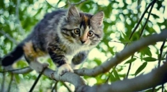 Prečo mačky majú oči žiara v tme