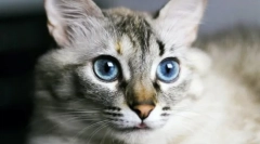 Prečo mačky majú vlhký nos?