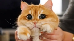 Prečo mačky rozširujú žiakov?