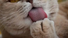 Prečo mačky majú hrubý jazyk