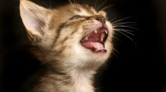 Prečo mačky padajú zuby?