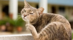 Prečo sú mačky vystrelené?