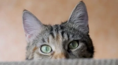 Prečo mačky horúce uši?