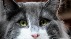 Prečo mačky červené oči?
