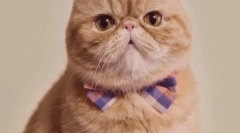 Prečo sa mení farby mačky?