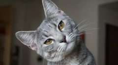 Prečo mačka napucháva spodnú pery?