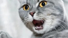 Prečo mačky zle vonia úst?