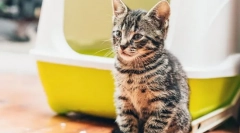 Prečo nemôže mačka?