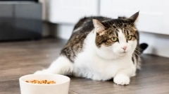 Prečo mačka dala chuť?