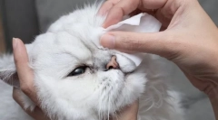 Prečo mačka dostane svoje oči?