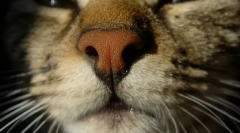 Prečo mačky suché nos?