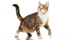 Prečo mačka visí pokožku na bruchu?