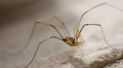 Prečo je seno sena tak jednoduché?