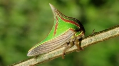 Prečo umbony vyzerá ako spike?