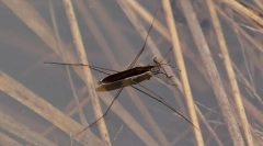 Prečo vodné kamery sa netýkajú?