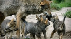 Prečo vlci naruhotu tak zriedka