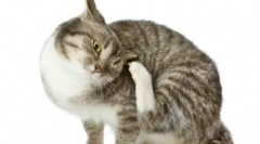 Prečo sa vyskytne výtok z mačiek a ako efektívne eliminovať ho