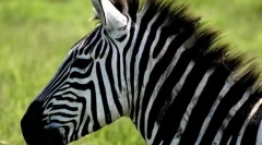 Prečo zebras pruhované?