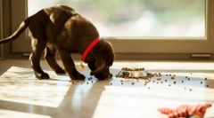 Patching feed zo zeme