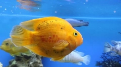 Výber rýb pre akvárium