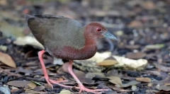 Zväčšovacie červené horiace