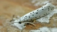 Zakúpené a domáce opravné prostriedky z moth