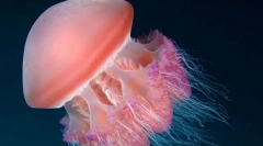 Ste užitočný pre medúzy?