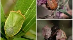 Užitočné a škodlivé záhradné chyby