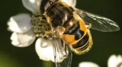 Pruhované muha burchal