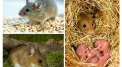 Sex cyklus a reprodukcia myší