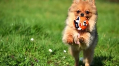 Pomeranian spitz (fotografie): piered kid and endless devotee