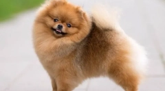 Pomeranian spitz