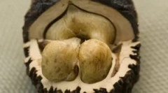 Pomáha čierna matica z parazitov?