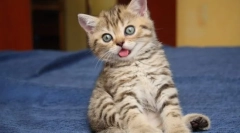 Hnačka kottenka: príčiny a liečba