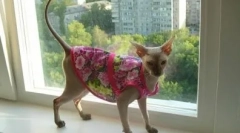 Popon pre mačku po operácii