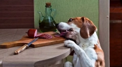 Žobranie a krádeže potravín