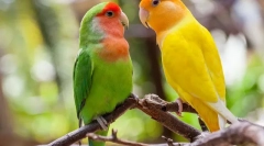 Parrots miluje, popis, starostlivosť a obsah