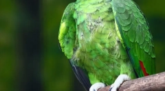 Parrot amazon
