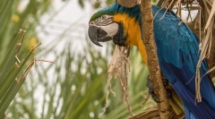 Parrot ara, popis, druh, cena