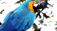 Parrot ara care and content