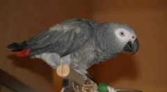 Parrot-španiel: jaco spieva som kukaracha