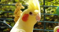 Parrot corella care and content