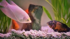 Populárne akvarijné ryby