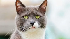 Popular cat breeds: foto a mená